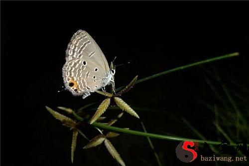Dreaming of a moth in a mosquito net