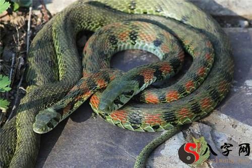 Dreaming of catching three snakes