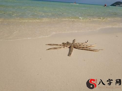 Dreaming of picking up starfish on the beach