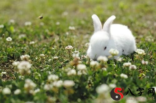 Dreaming of a white rabbit eating grass