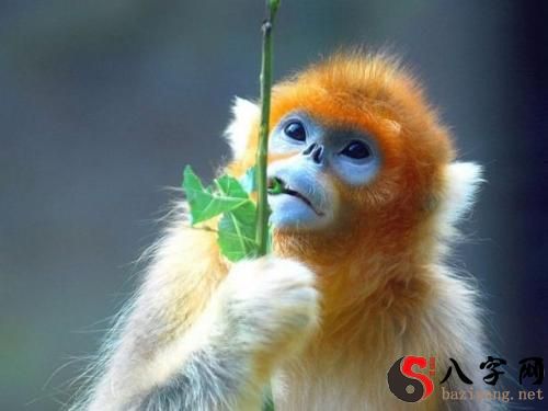 Dreaming of a golden monkey smiling at you