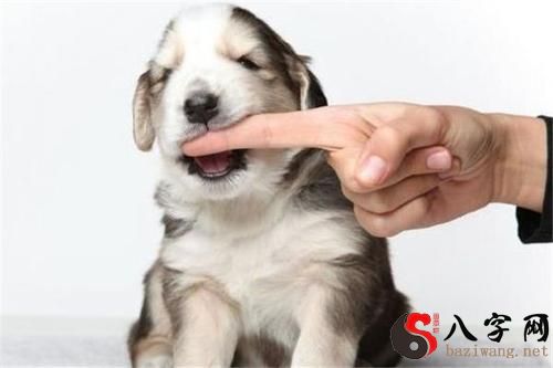 Dreaming of a dog biting your hand with teeth marks