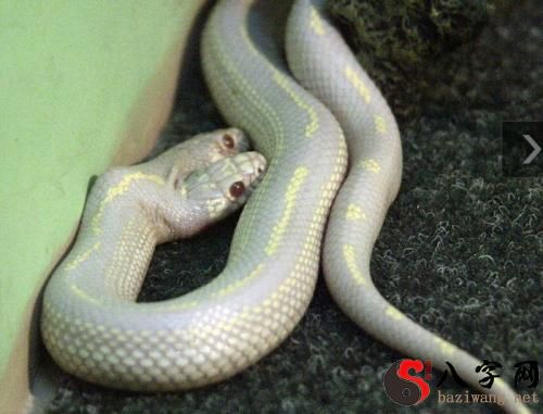 Dreaming of a boa constrictor chasing