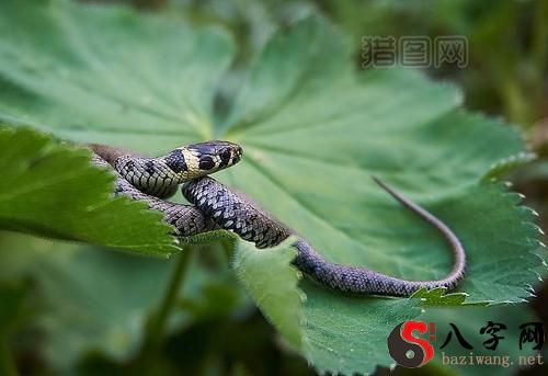 Dreaming of a small viper