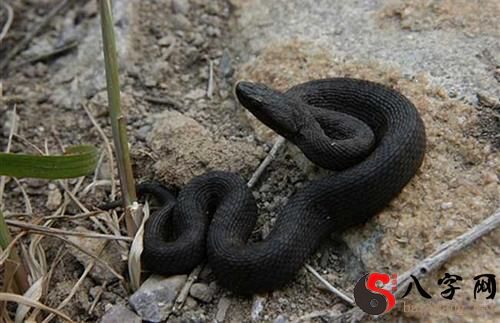 Dreaming of a venomous snake