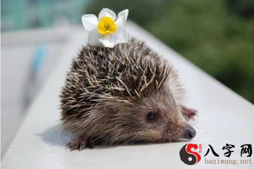 Dreaming of hedgehogs