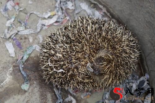Dreaming of a hedgehog shrinking into a ball
