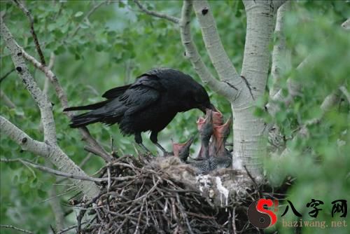 Dreaming of crows feeding