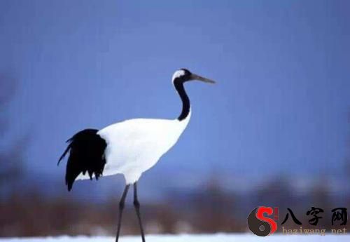 Dreaming of releasing cranes