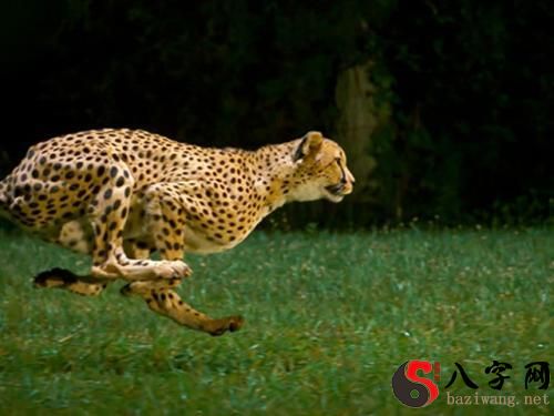 Dreaming of cheetahs