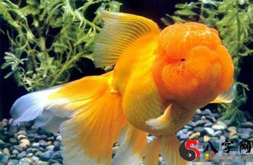 Dreaming of a dead goldfish