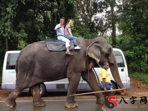 Dreaming of riding an elephant
