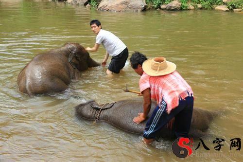 Dreaming of a flood that washes away elephants