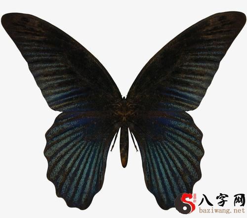 Dreaming of black butterflies