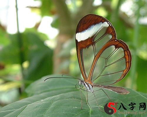 Dreaming of pulling a butterfly's wings