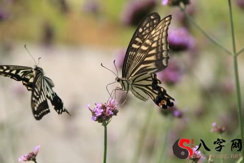 I dreamt that many butterflies were flying