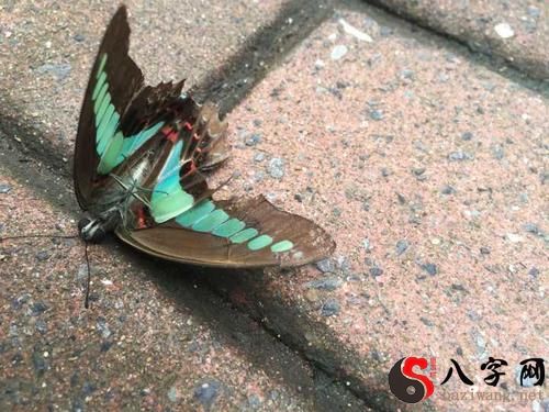 Dreaming of a dead butterfly