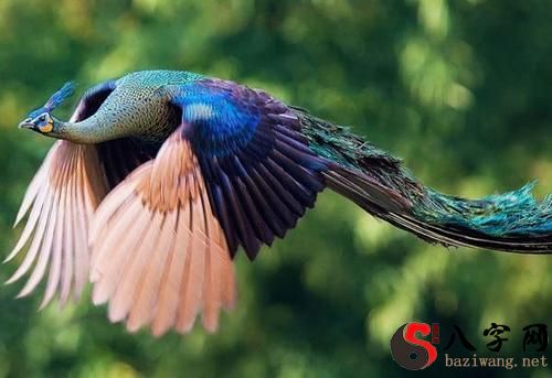 Dreaming of peacocks flying in the sky