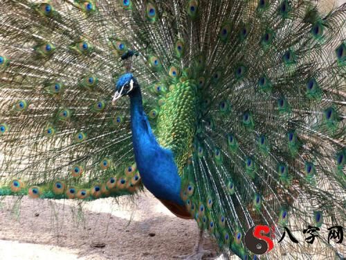 Dreaming of a colorful peacock opening its screen
