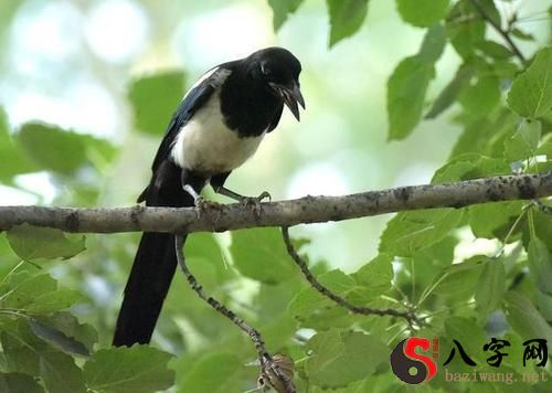 Dreaming of a dying magpie