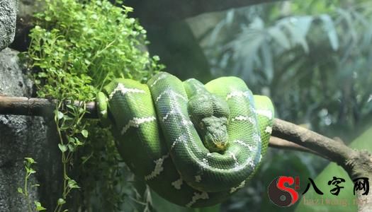 Dreaming of a lot of green snakes