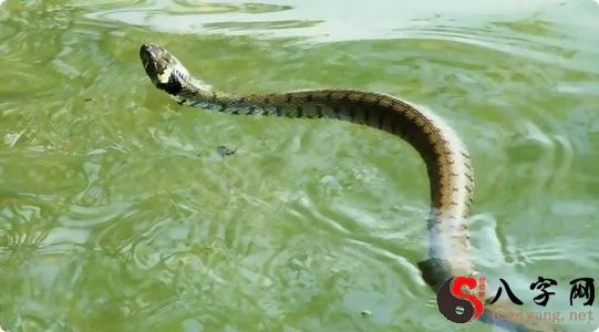 Dreaming of a green snake chasing you