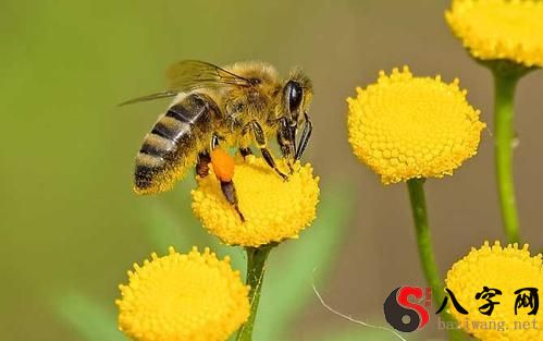 Dreaming of bees collecting honey