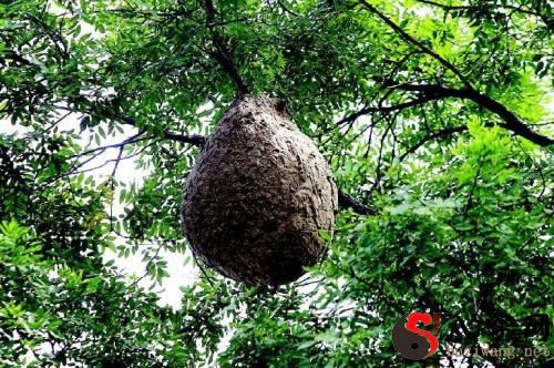 I dreamt of a nest of bees in my house.