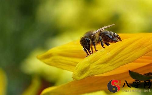 Dreaming of bees making honey