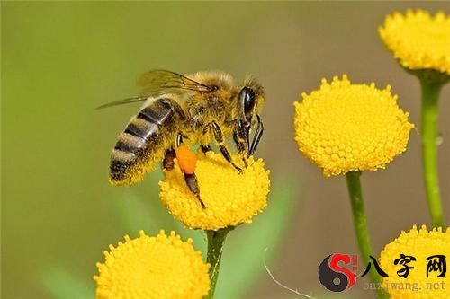 Dreaming of bees stinging your feet