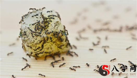 Dreaming of swarms of black ants