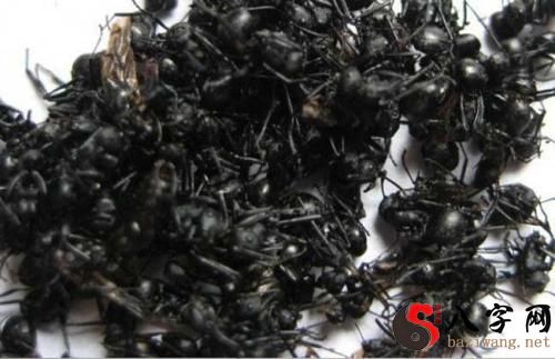 Dreaming of many black ants
