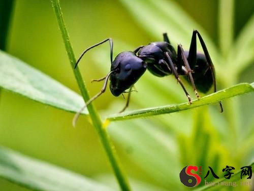 Dreaming of black ants