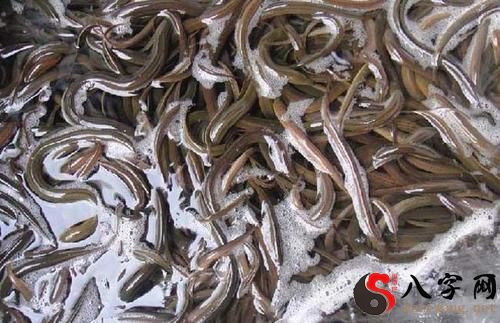 I dreamt of many eels.