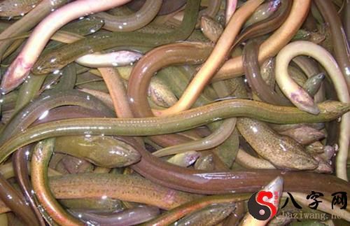 Dreaming of being bitten by an eel