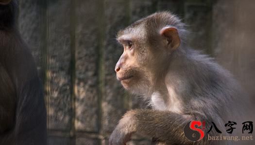 Dreaming of monkeys chasing you