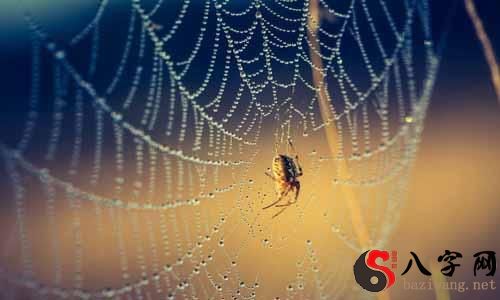 Dreaming of big spiders