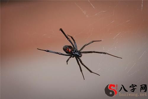 Dreaming of black spiders