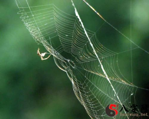 Dreaming of many cobwebs
