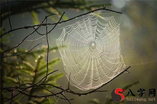 Dreaming of cobwebs in the house