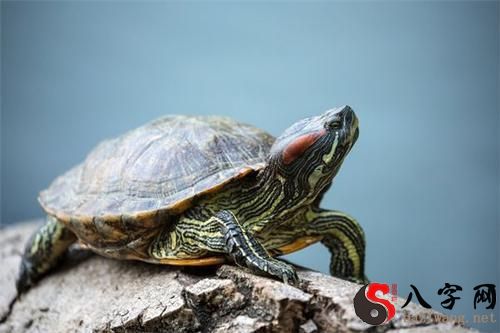 Dreaming of being bitten by a turtle