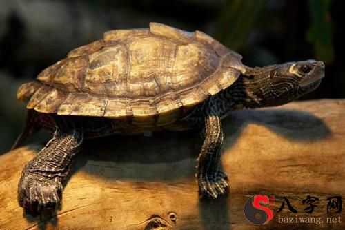 Dreaming of a turtle trying to cross a river