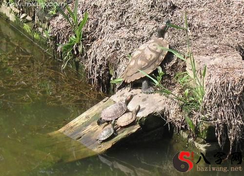 Dreaming of a baby turtle eating