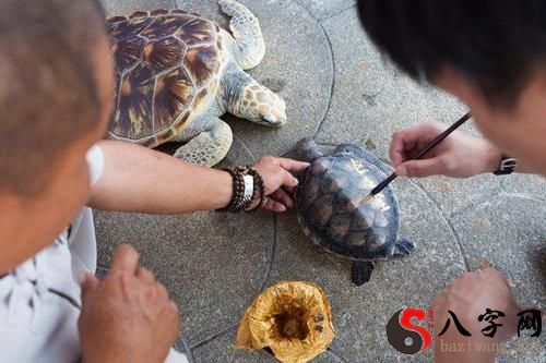 Dreaming of catching and releasing a turtle