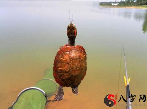 Dreaming of catching a turtle