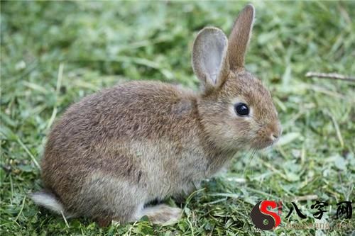 Dreaming of a rabbit hutch