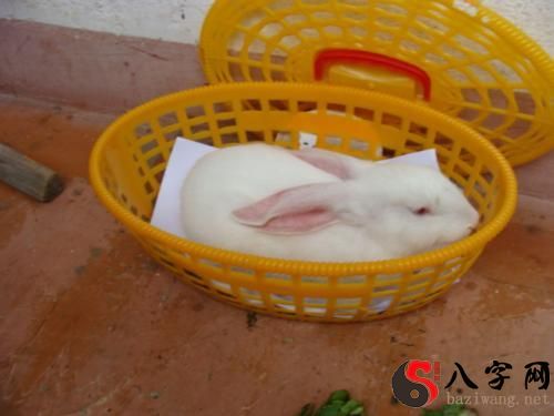 Dreaming of rabbits giving birth to baby rabbits