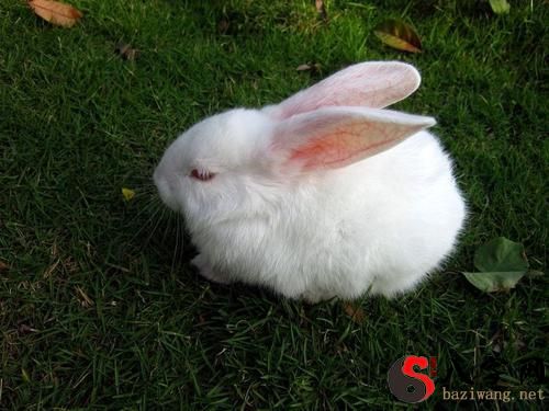 Dreaming of a rabbit scratching your face
