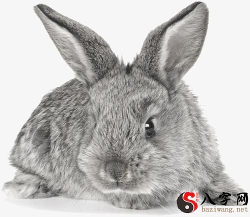 Dreaming of a gray rabbit