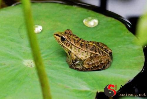 Dreaming of green frogs